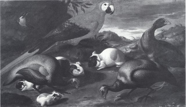 Anonimo — Kerckhoven Jacob van de - sec. XVII/ XVIII - Natura morta con pappagallo, faraone e cavie — insieme